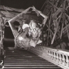 586. Feste 1956
